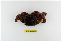 藏品(帝王仿相手蟹)的圖片